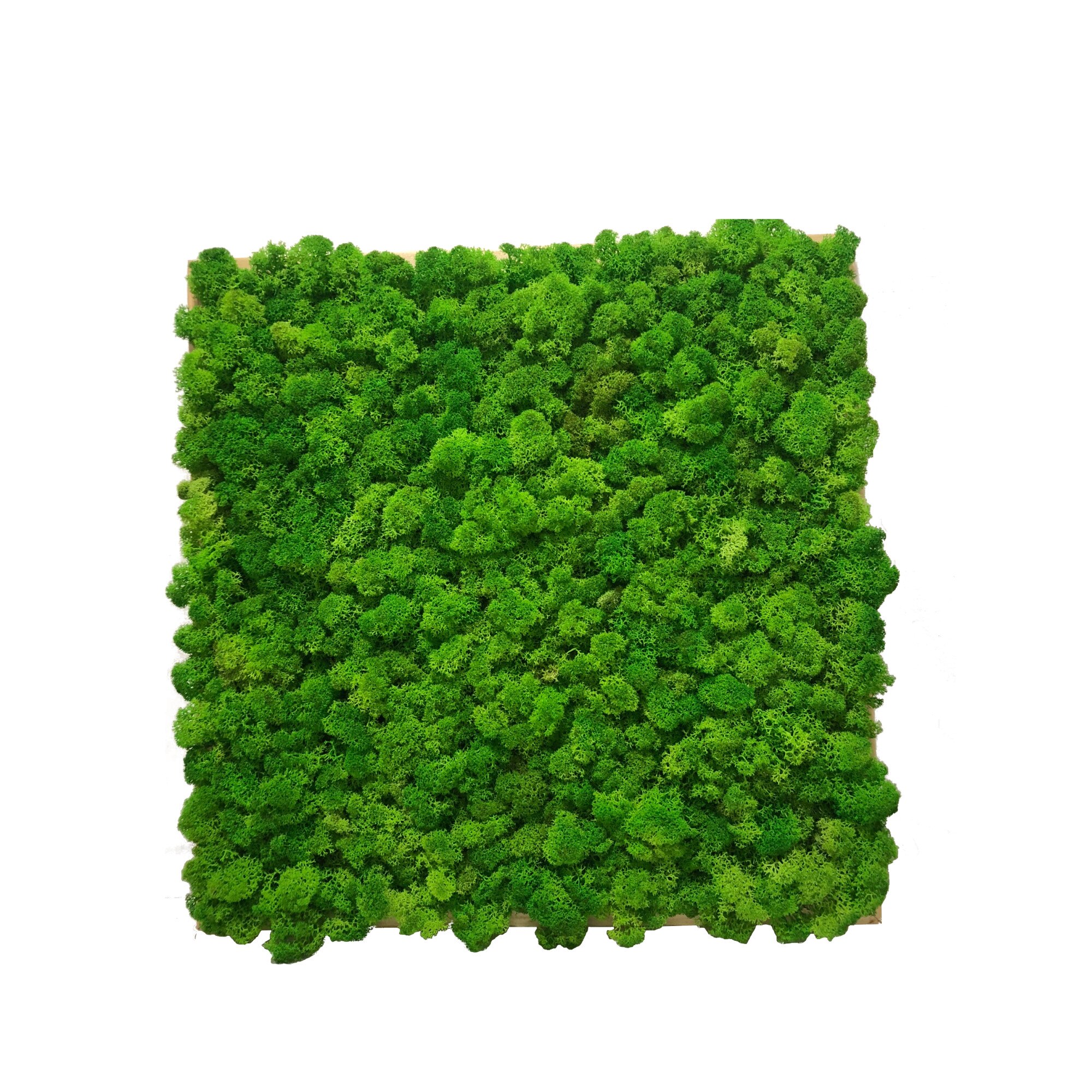 Tablou licheni decorativi, Arta Verde, 43x43cm, rama lemn, verde primavara